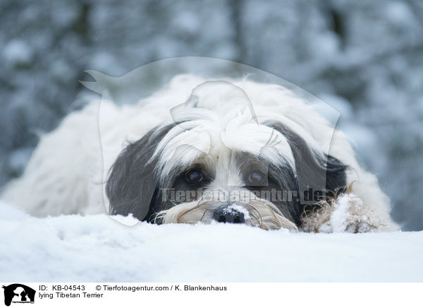 liegender Tibet-Terrier / lying Tibetan Terrier / KB-04543
