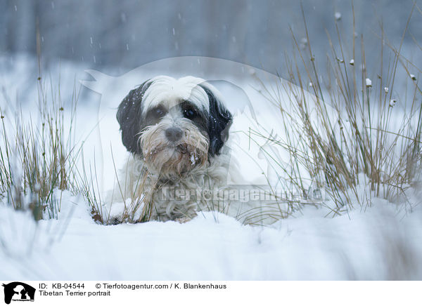 Tibet-Terrier Portrait / Tibetan Terrier portrait / KB-04544