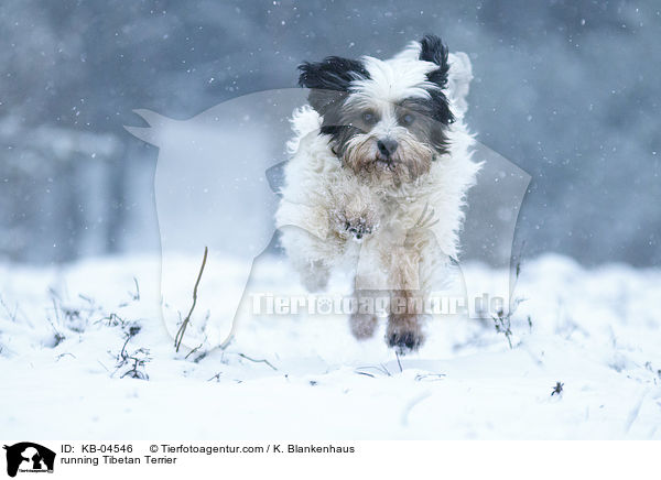 running Tibetan Terrier / KB-04546