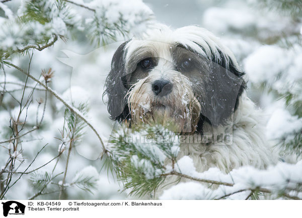 Tibetan Terrier portrait / KB-04549