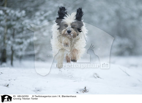 running Tibetan Terrier / KB-04550