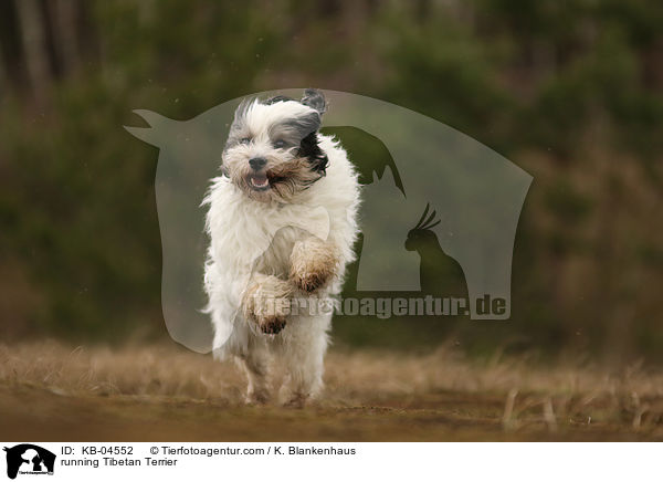 running Tibetan Terrier / KB-04552