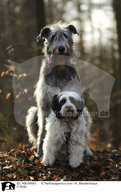 2 Hunde / 2 Dogs / KB-04681