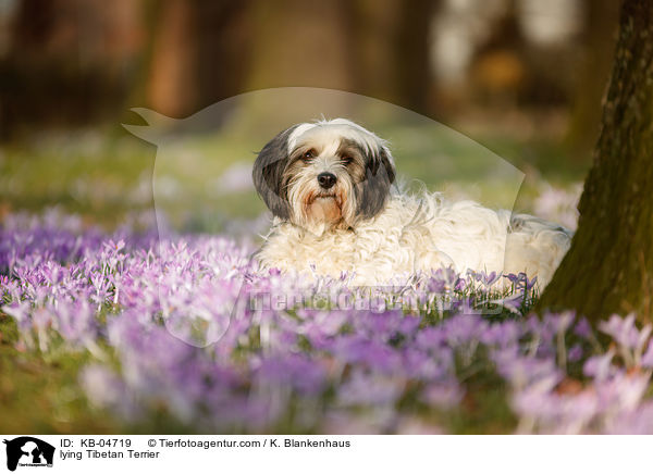 liegender Tibet-Terrier / lying Tibetan Terrier / KB-04719