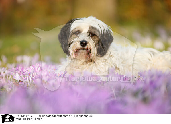 liegender Tibet-Terrier / lying Tibetan Terrier / KB-04720