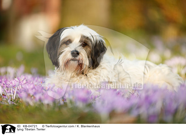 liegender Tibet-Terrier / lying Tibetan Terrier / KB-04721