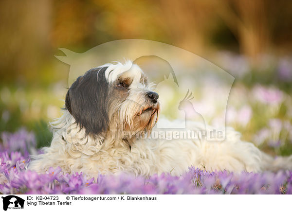 liegender Tibet-Terrier / lying Tibetan Terrier / KB-04723