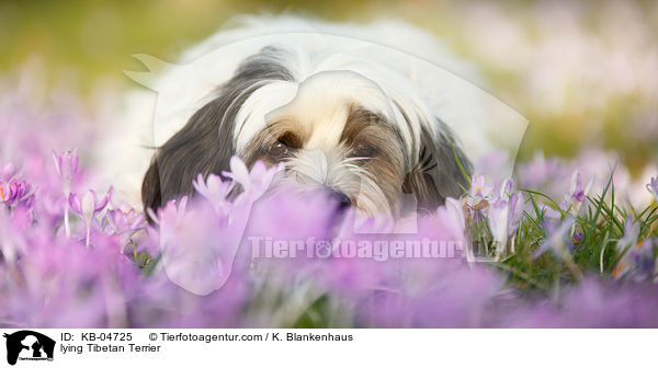 liegender Tibet-Terrier / lying Tibetan Terrier / KB-04725