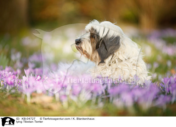 liegender Tibet-Terrier / lying Tibetan Terrier / KB-04727