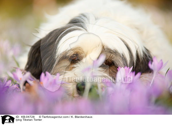 liegender Tibet-Terrier / lying Tibetan Terrier / KB-04728