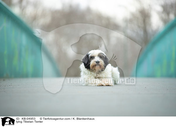 liegender Tibet-Terrier / lying Tibetan Terrier / KB-04953