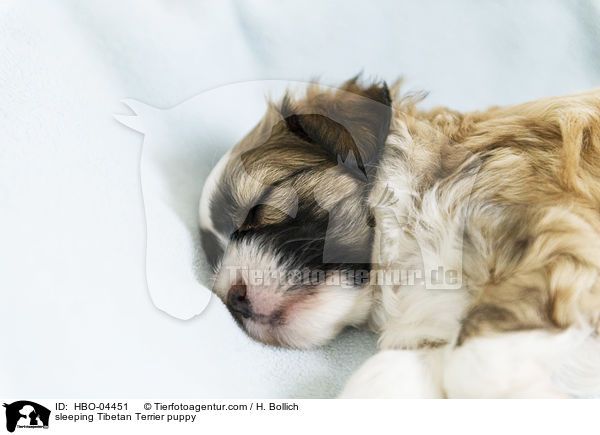 schlafender Tibet Terrier Welpe / sleeping Tibetan Terrier puppy / HBO-04451