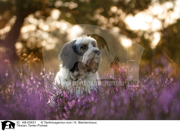 Tibetan Terrier Portrait / KB-05651