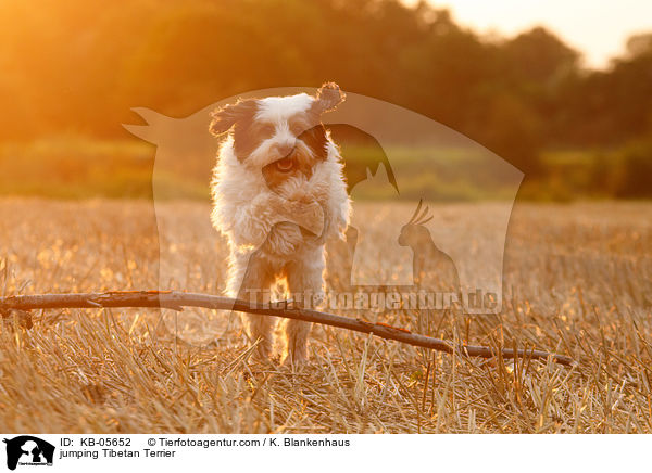 jumping Tibetan Terrier / KB-05652