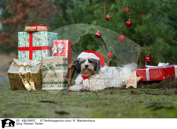 liegender Tibet-Terrier / lying Tibetan Terrier / KB-05657