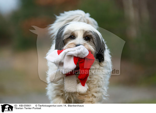 Tibetan Terrier Portrait / KB-05661