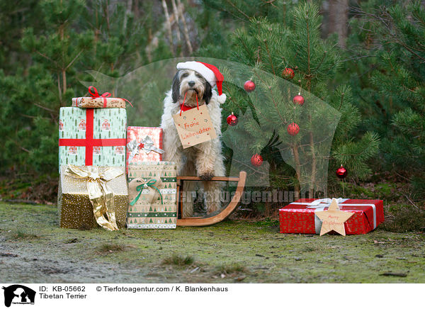Tibet-Terrier / Tibetan Terrier / KB-05662