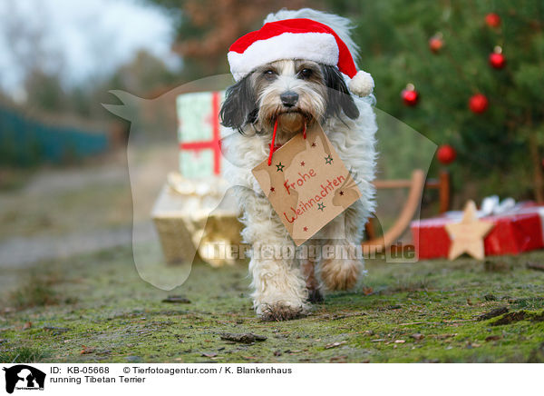 running Tibetan Terrier / KB-05668