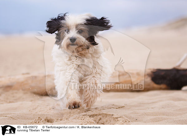 running Tibetan Terrier / KB-05672