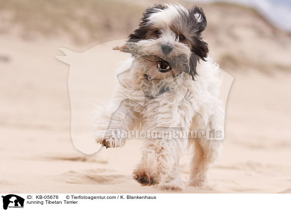 running Tibetan Terrier / KB-05676