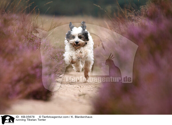 running Tibetan Terrier / KB-05678