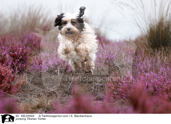 jumping Tibetan Terrier / KB-05680