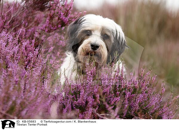 Tibet-Terrier Portrait / Tibetan Terrier Portrait / KB-05683