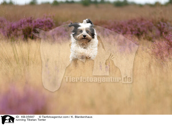 rennender Tibet-Terrier / running Tibetan Terrier / KB-05687