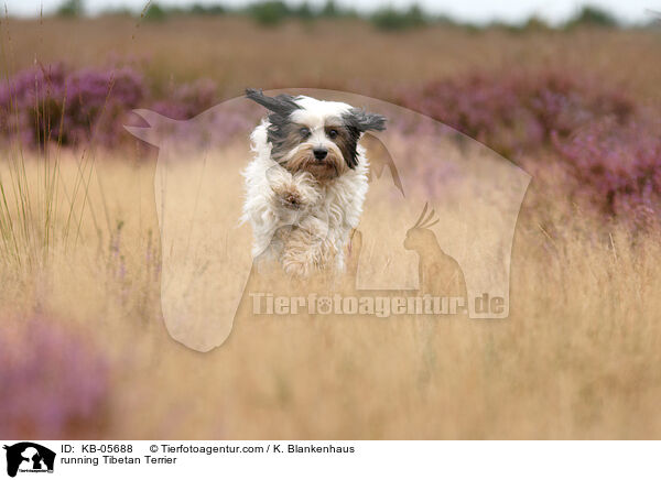 running Tibetan Terrier / KB-05688