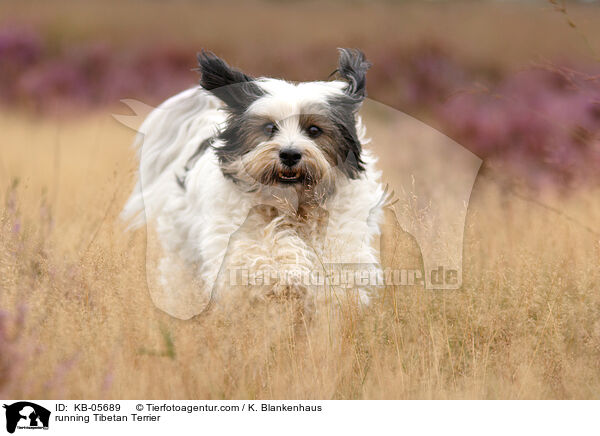 rennender Tibet-Terrier / running Tibetan Terrier / KB-05689
