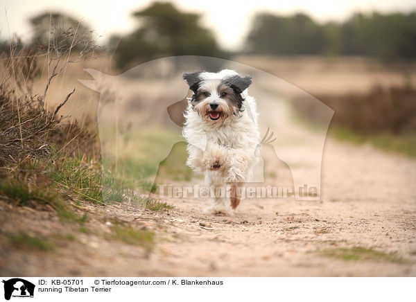 running Tibetan Terrier / KB-05701