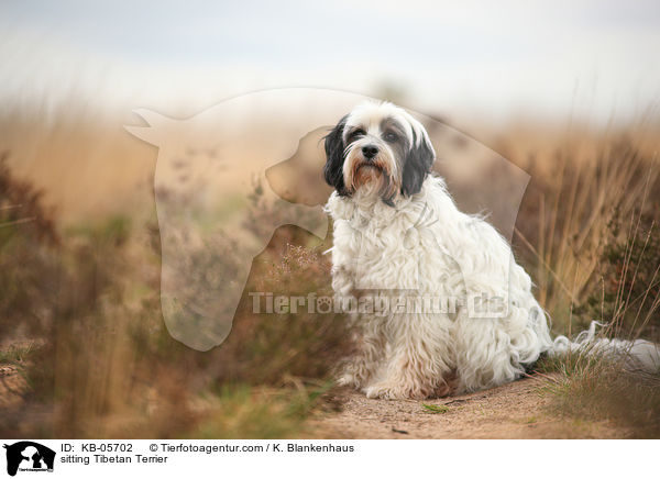 sitting Tibetan Terrier / KB-05702
