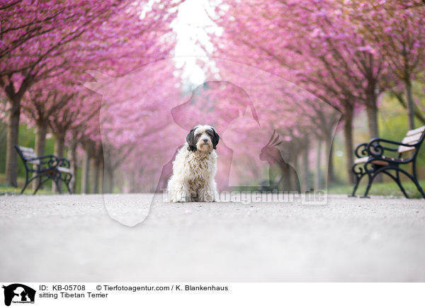 sitting Tibetan Terrier / KB-05708