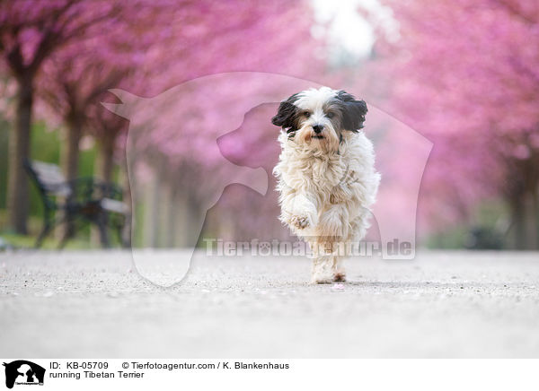 running Tibetan Terrier / KB-05709