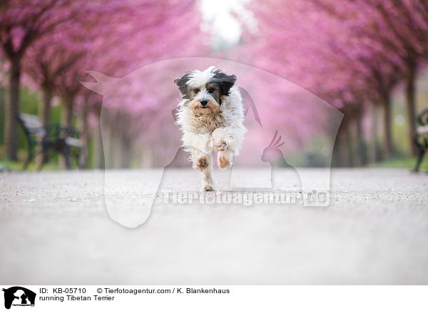 running Tibetan Terrier / KB-05710