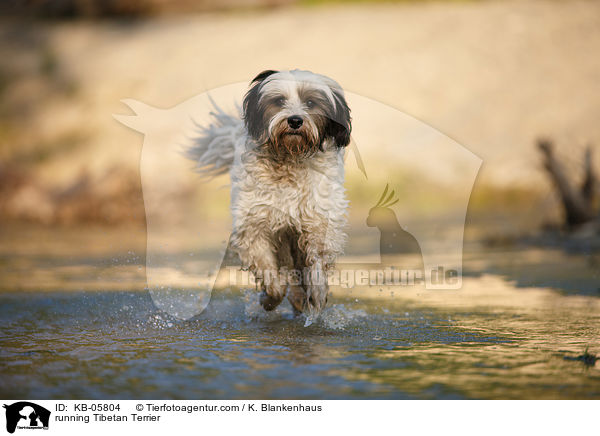 rennender Tibet-Terrier / running Tibetan Terrier / KB-05804