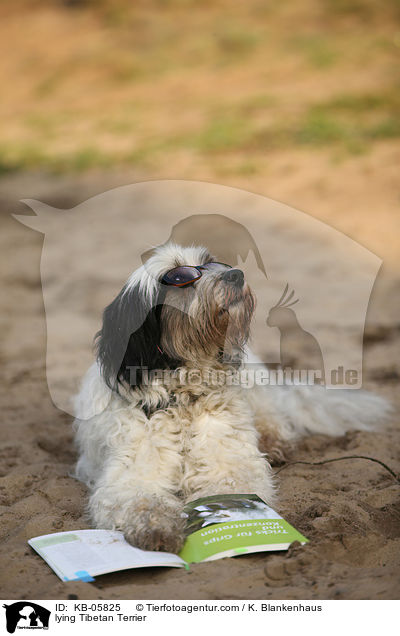 liegender Tibet-Terrier / lying Tibetan Terrier / KB-05825