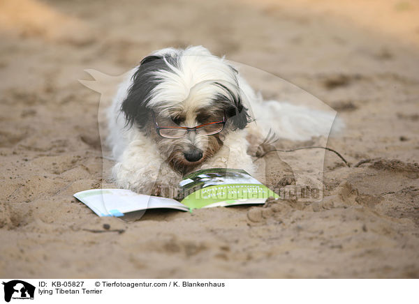 liegender Tibet-Terrier / lying Tibetan Terrier / KB-05827
