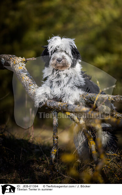 Tibetan Terrier in summer / JEB-01394
