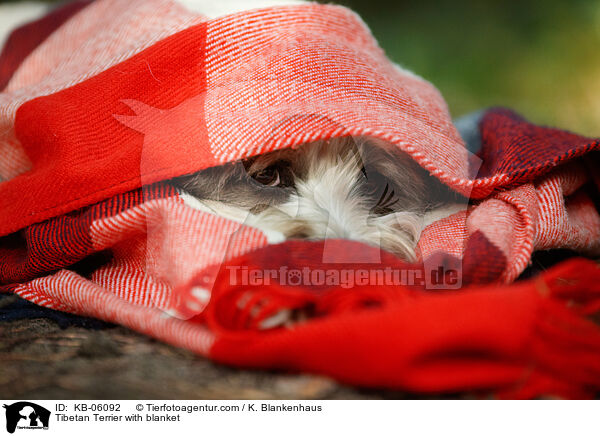 Tibet-Terrier mit Decke / Tibetan Terrier with blanket / KB-06092