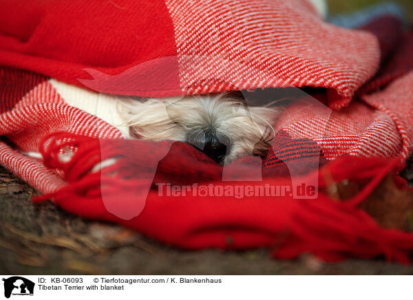 Tibet-Terrier mit Decke / Tibetan Terrier with blanket / KB-06093