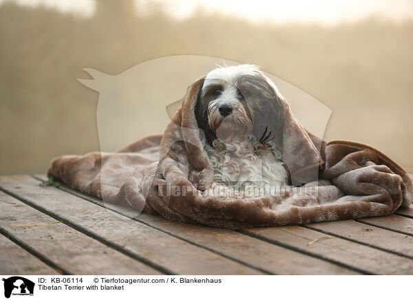 Tibet-Terrier mit Decke / Tibetan Terrier with blanket / KB-06114