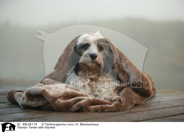Tibet-Terrier mit Decke / Tibetan Terrier with blanket / KB-06119