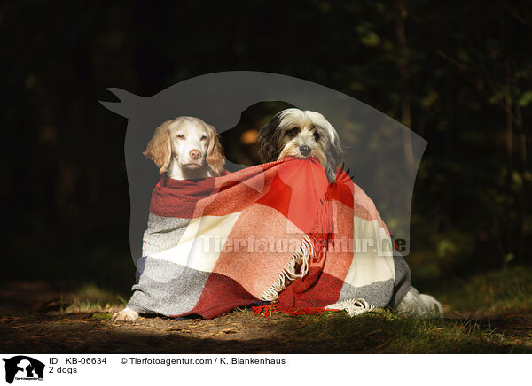 2 dogs / KB-06634