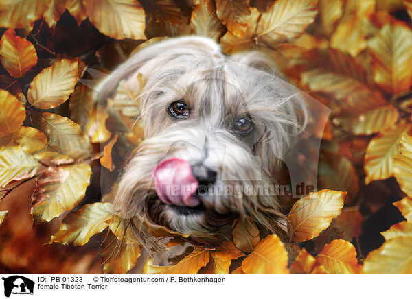 female Tibetan Terrier / PB-01323