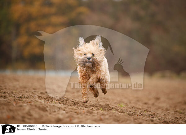 brauner Tibet-Terrier / brown Tibetan Terrier / KB-06883