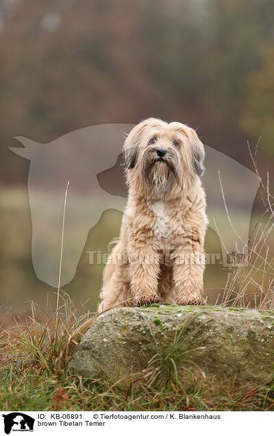 brauner Tibet-Terrier / brown Tibetan Terrier / KB-06891