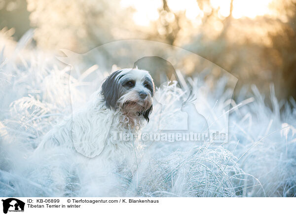 Tibet-Terrier im Winter / Tibetan Terrier in winter / KB-06899