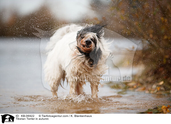 Tibet-Terrier im Herbst / Tibetan Terrier in autumn / KB-06922