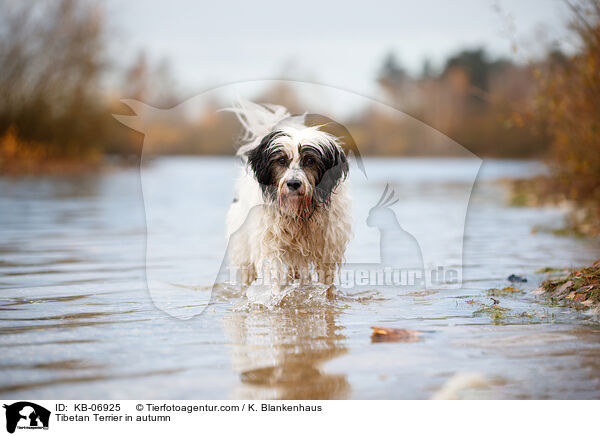 Tibet-Terrier im Herbst / Tibetan Terrier in autumn / KB-06925